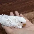 طير روز البينو