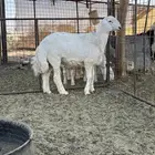 مشروع فحل صنف