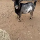تيس قزمي