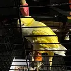للبيع كويكر لاتينو