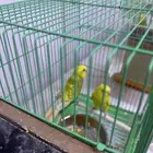 طيور باجي جاهزه للأنتاج سبب البيع بننقل البيت مع القفص