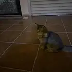 قطه سكوتش ستريت