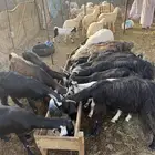 معزا عوارض على 530 (تم البيع )