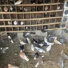 حمام. قطيفي. قنادي. وألوان توب