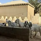 معزا مطوره