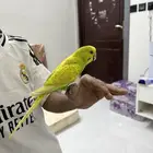 ذكر بادجي أليف منتج