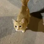 لقيت قط بحي الخليج شارع عبد العزيز البواردي