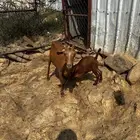 شاه مع ولدها