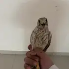 باشق
