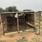 شبك نضيف