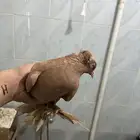 انثئ منتجه للبيع