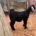 تيس عارضي