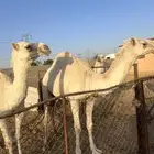 بكرتين للبيع في بريدة