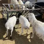 خرفان برابر مرابي