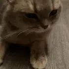 قطوه سكوتش فولد للبيع