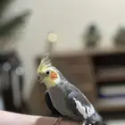 بغبغاء الكروان أليف سعر مناسب( توصيل مجاني بالرياض)