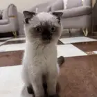 قط أليف تونكينيز ذكر
