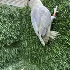 ذكر روز بلد