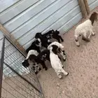 دواغير نعيم العدد 7 ( 4 خرفان 3 رخال )