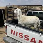 3 خرفان جبرات