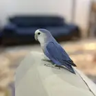 للبيع ذكر روز اليف مزاجي
