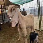 ماعز عوارض مواليد