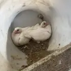 زغاليل حمام فرنسي