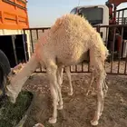 حشو قصب