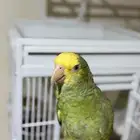 ببغاء أمازون للبيع