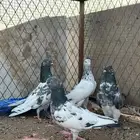 حمام باكستاني