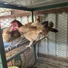 دجاج بلدي للبيع