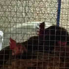 بط وديك ودجاج