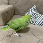 ببغاء الدره على السوم