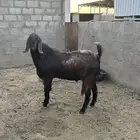 تيس قبرصي فاخر
