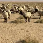 غنم نعيم شرط الدفيع