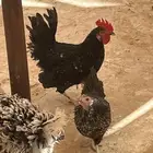 انواع دجاج نوادر