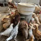 فروخ دجاج فرنسي العمر شهرين واكثر