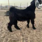تيس بري شرط