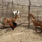 تيس و خبشه