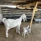 مطفل مطوره فاخره