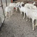 12ضان دفيع