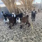 تيوس مجبيب البيع جمله ول تفريد