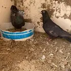 حمام كفوا