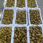 روثانه طازجه