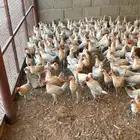 دجاج فيومي كبار بياض العدد 1000 البيع مستعجل