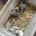 فروخ جروان وروز