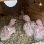 فروخ روز ( تم البيع )