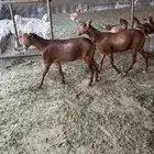 2 عنقان دهم كفو ( تم البيع خارج الموقع )