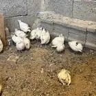 صوص سمان تاكساس جامبو