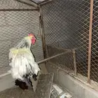 ديك براهما